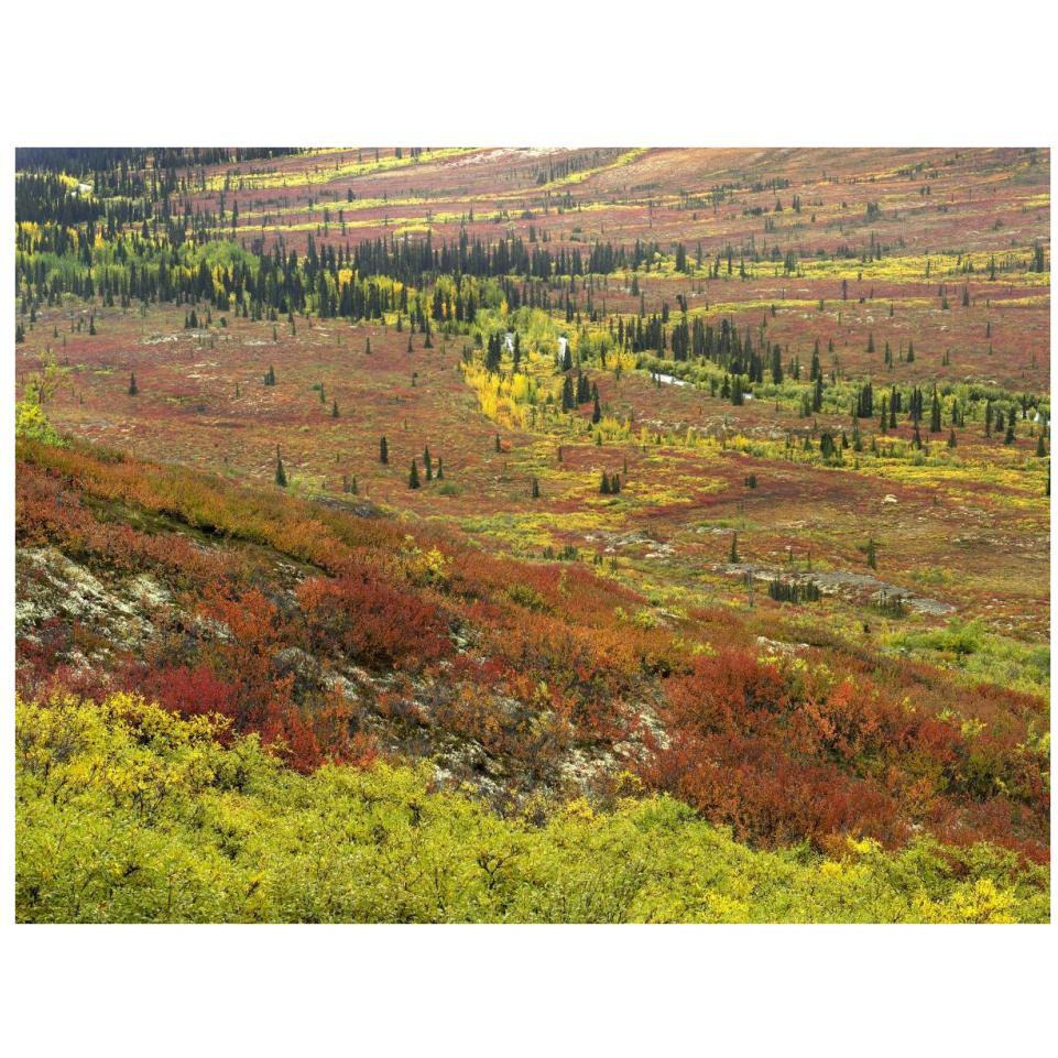 Autumn tundra with boreal forest, Tombstone Territorial Park, Yukon Territory, Canada-Paper Art-34&quotx26"