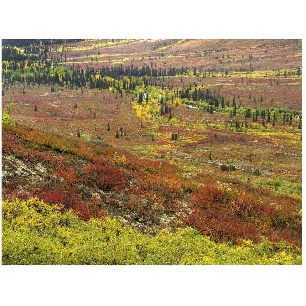 Autumn tundra with boreal forest, Tombstone Territorial Park, Yukon Territory, Canada-Paper Art-50&quotx38"