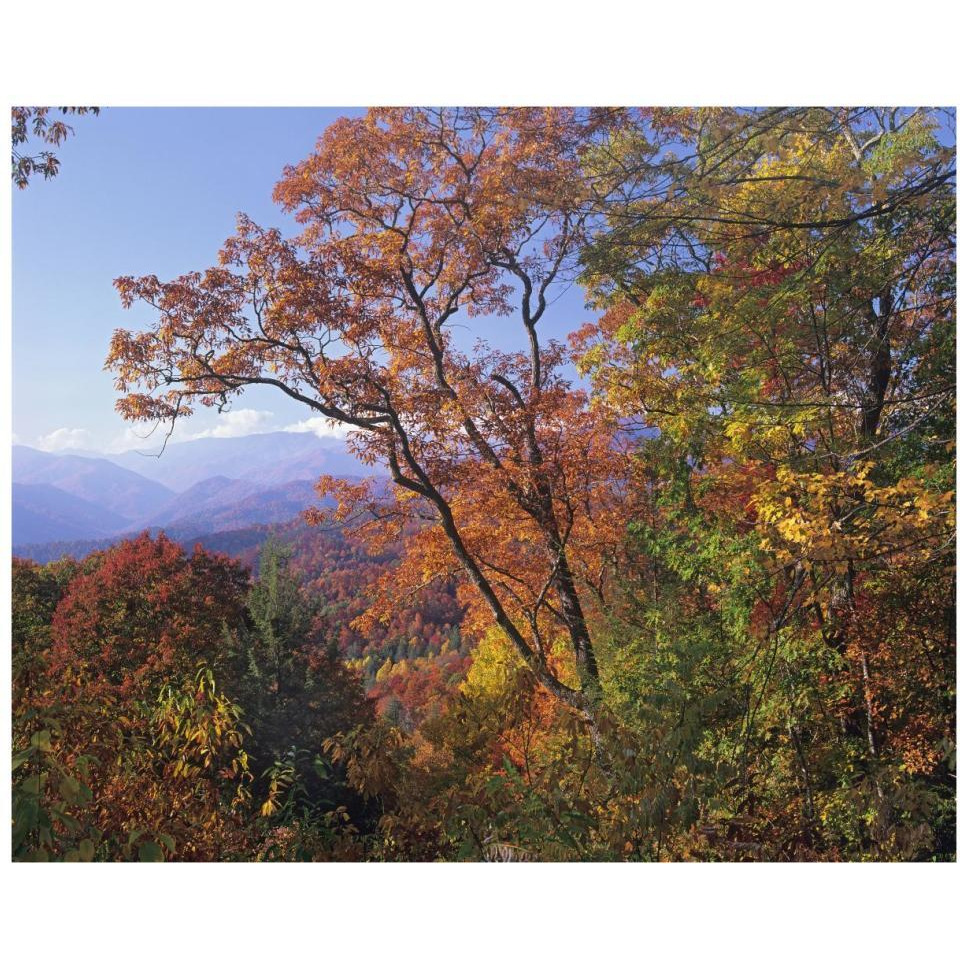 Deciduous forest in autumn, Blue Ridge Parkway, Great Smoky Mountains, North Carolina-Paper Art-37&quotx30"