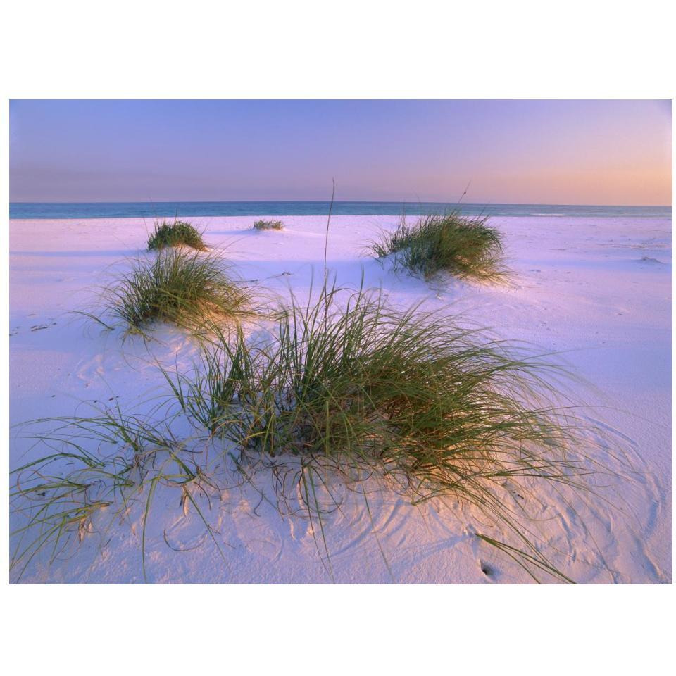 Sea Oats growing on beach, Santa Rosa Island, Gulf Islands National Seashore, Florida-Paper Art-18&quotx14"