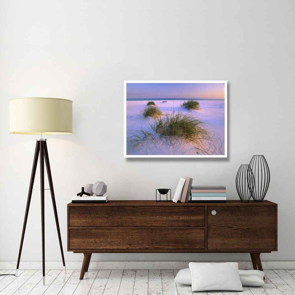 Sea Oats growing on beach, Santa Rosa Island, Gulf Islands National Seashore, Florida-Paper Art-42&quotx32"