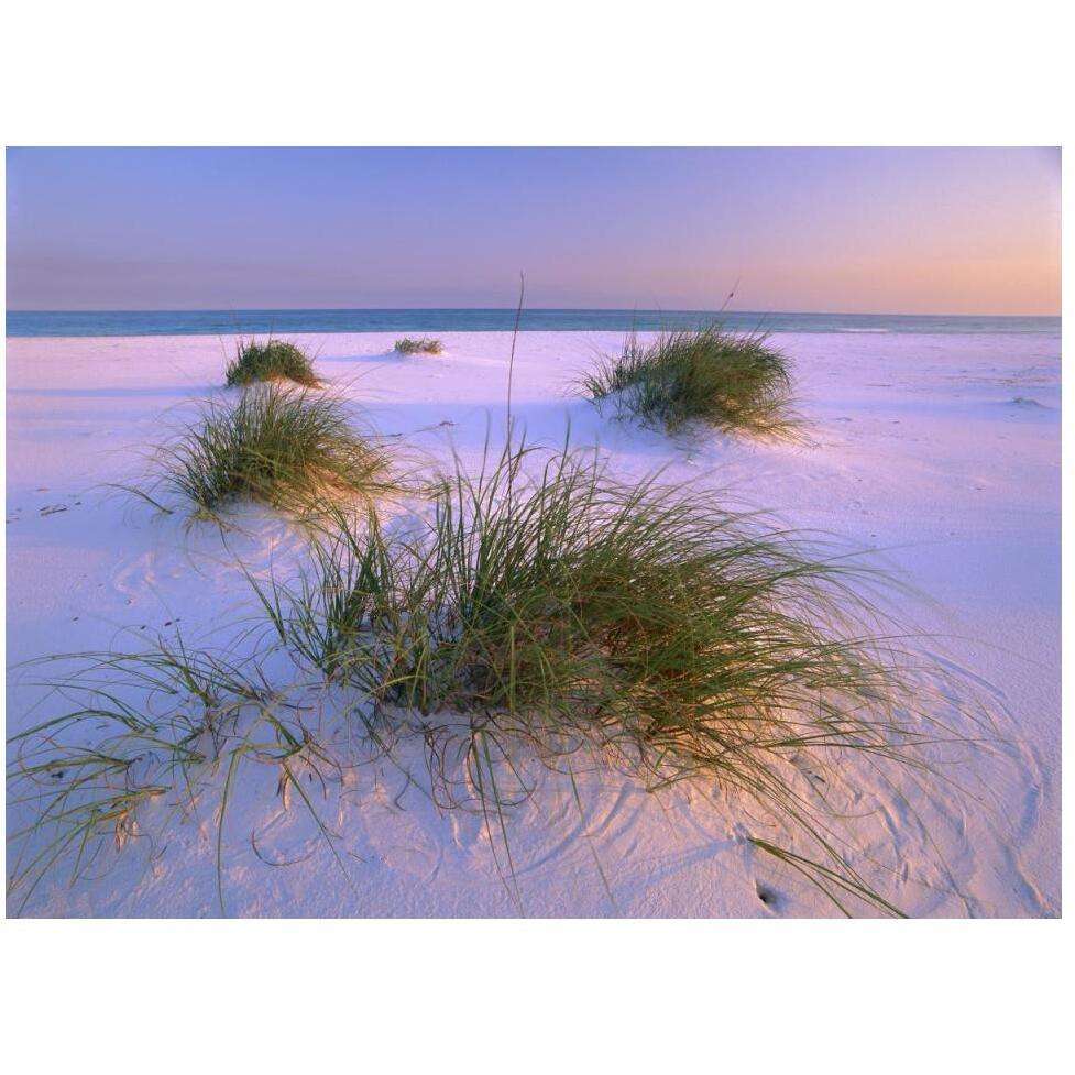 Sea Oats growing on beach, Santa Rosa Island, Gulf Islands National Seashore, Florida-Paper Art-50&quotx38"