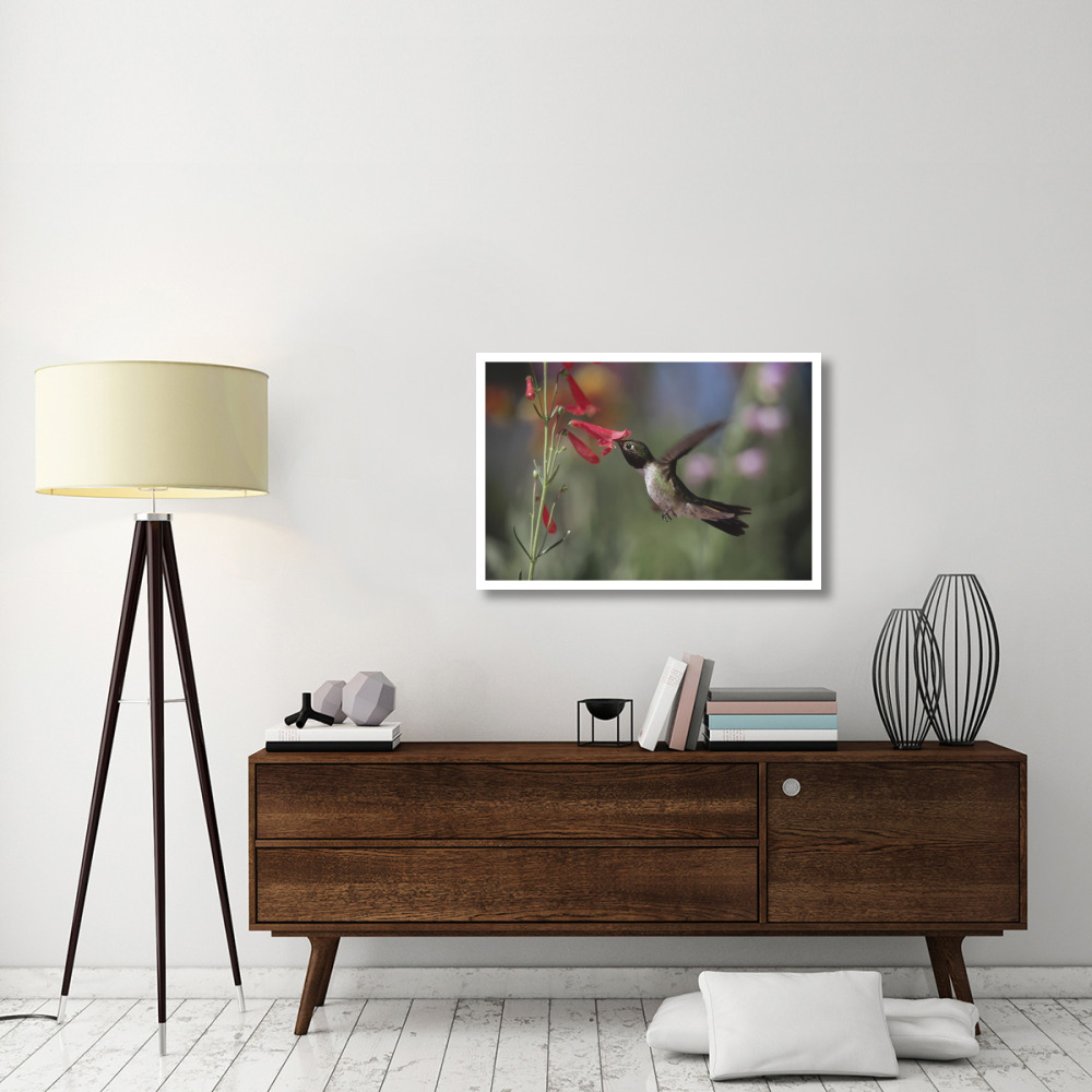 Broad-tailed Hummingbird feeding on the nectar of a Scarlet Bugler flower, New Mexico-Paper Art-38&quotx26"