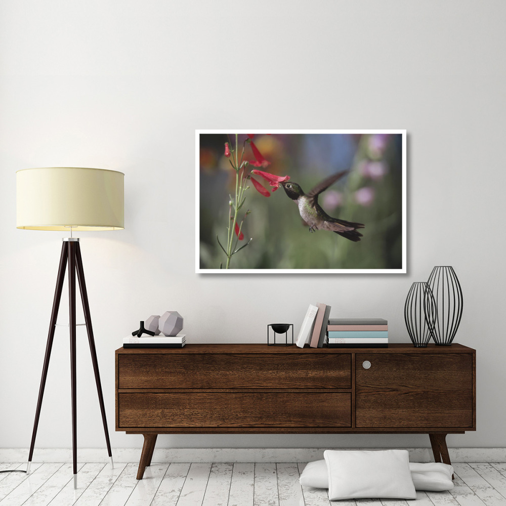 Broad-tailed Hummingbird feeding on the nectar of a Scarlet Bugler flower, New Mexico-Paper Art-50&quotx34"