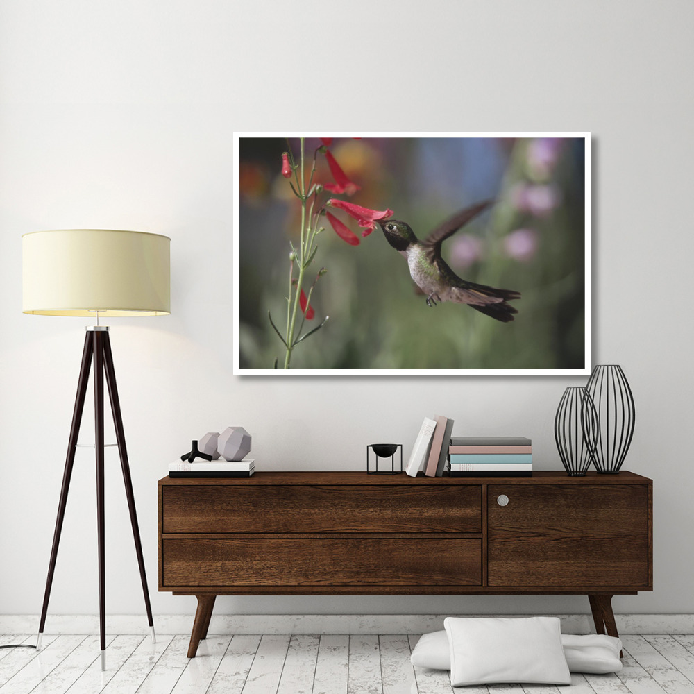 Broad-tailed Hummingbird feeding on the nectar of a Scarlet Bugler flower, New Mexico-Paper Art-62&quotx42"