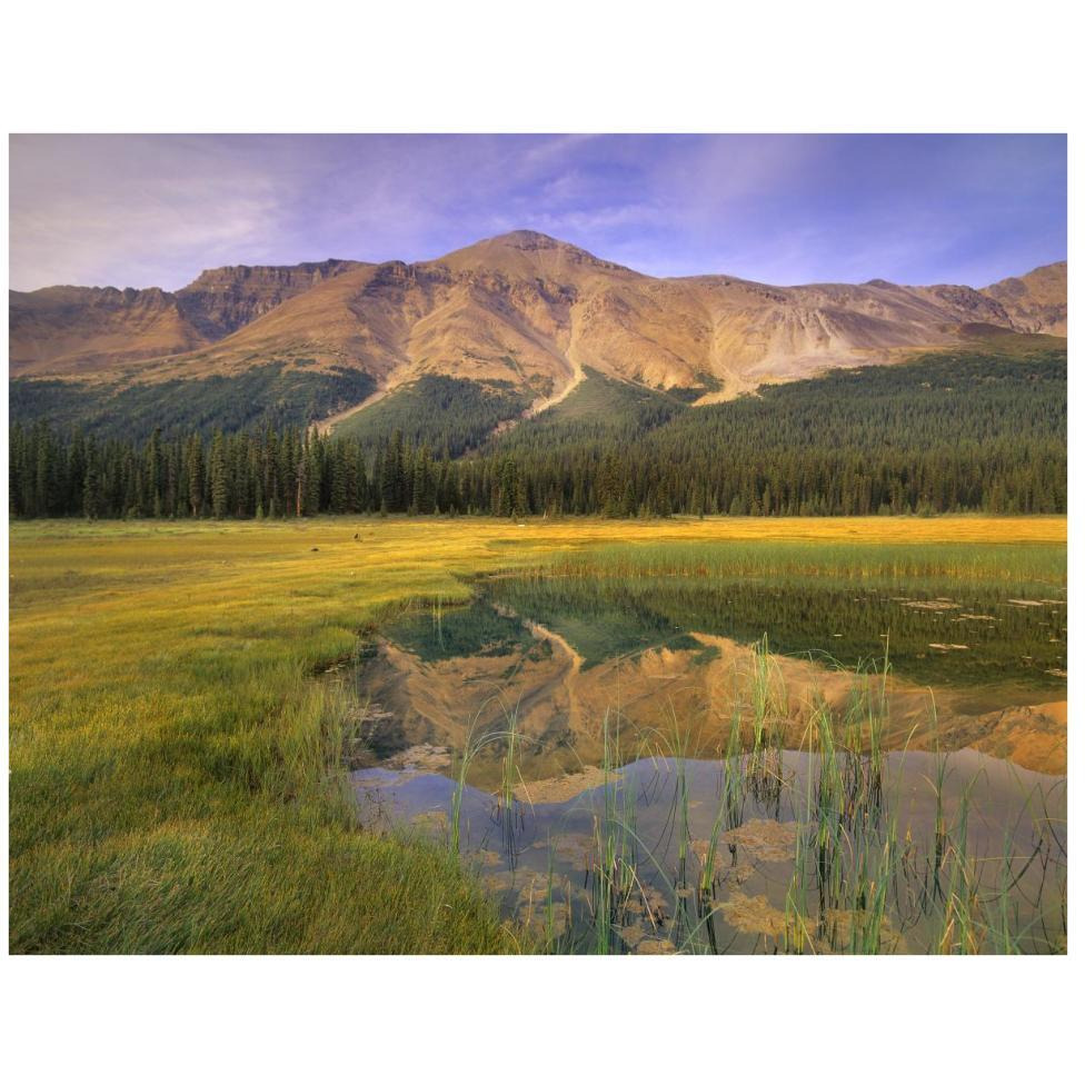 Observation Peak and coniferous forest reflected in pond, Banff National Park, Alberta-Paper Art-42&quotx32"
