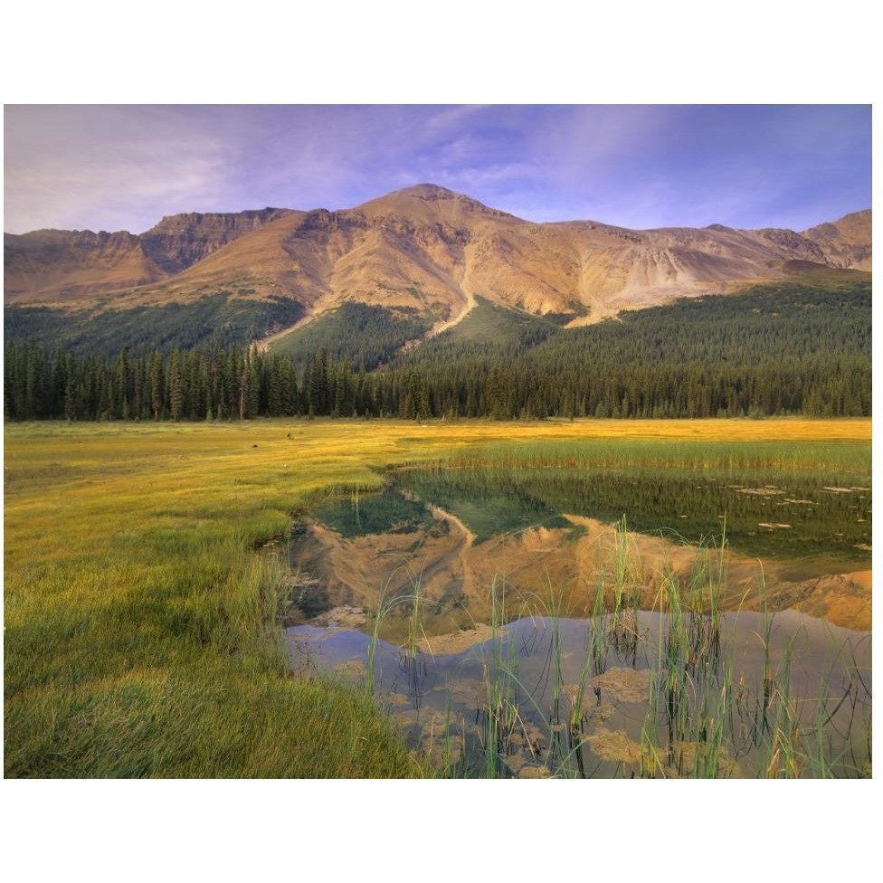 Observation Peak and coniferous forest reflected in pond, Banff National Park, Alberta-Paper Art-50&quotx38"