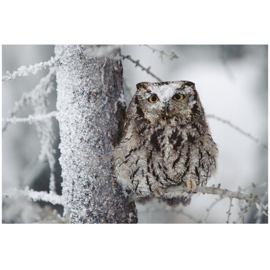 Western Screech Owl perching in a tree with snow on its head, British Columbia, Canada-Paper Art-26&quotx18"