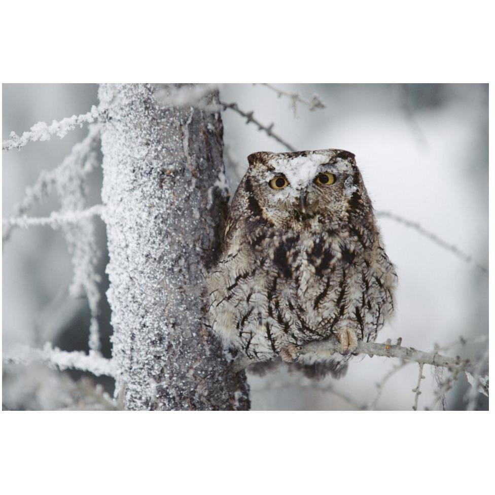Western Screech Owl perching in a tree with snow on its head, British Columbia, Canada-Paper Art-50&quotx34"