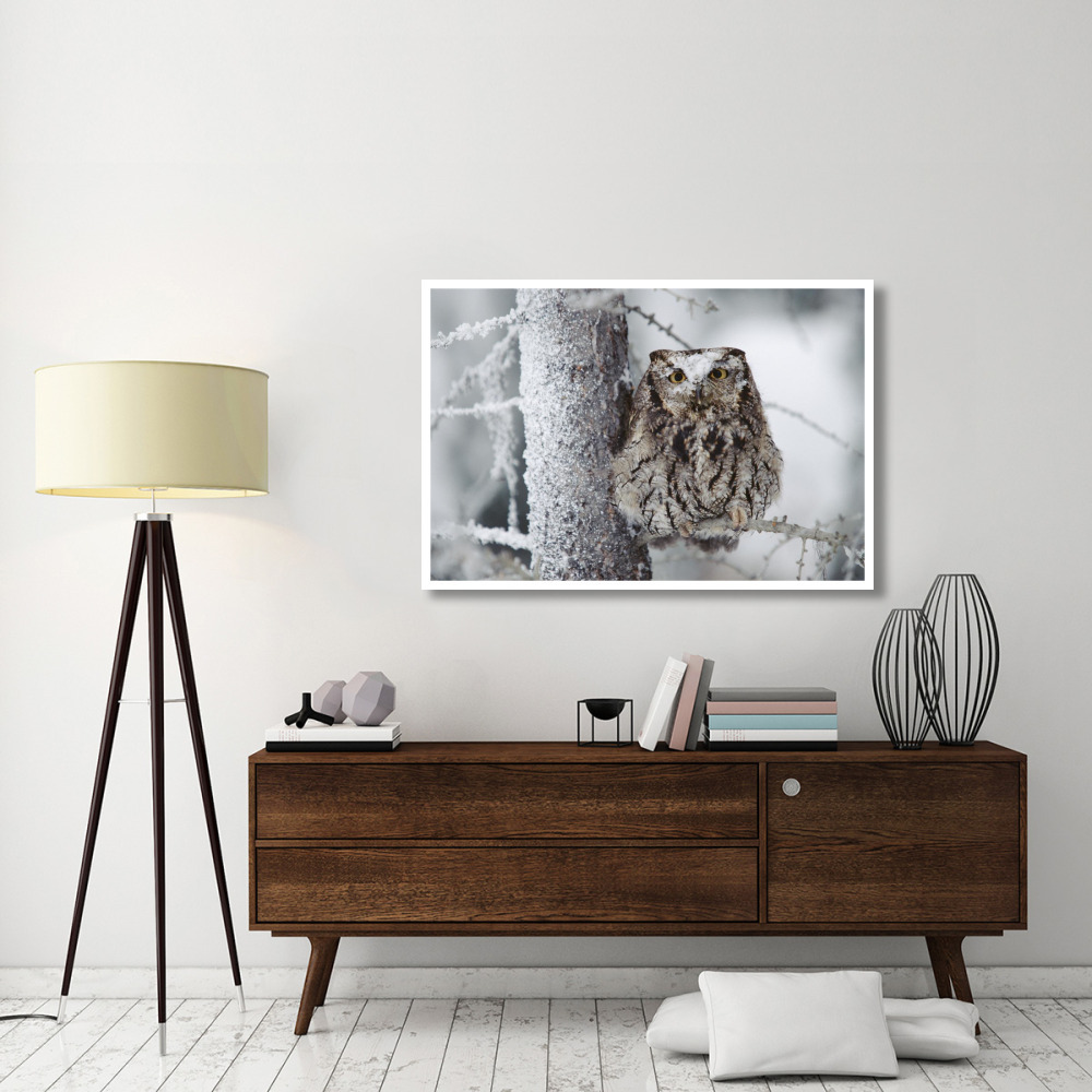 Western Screech Owl perching in a tree with snow on its head, British Columbia, Canada-Paper Art-50&quotx34"