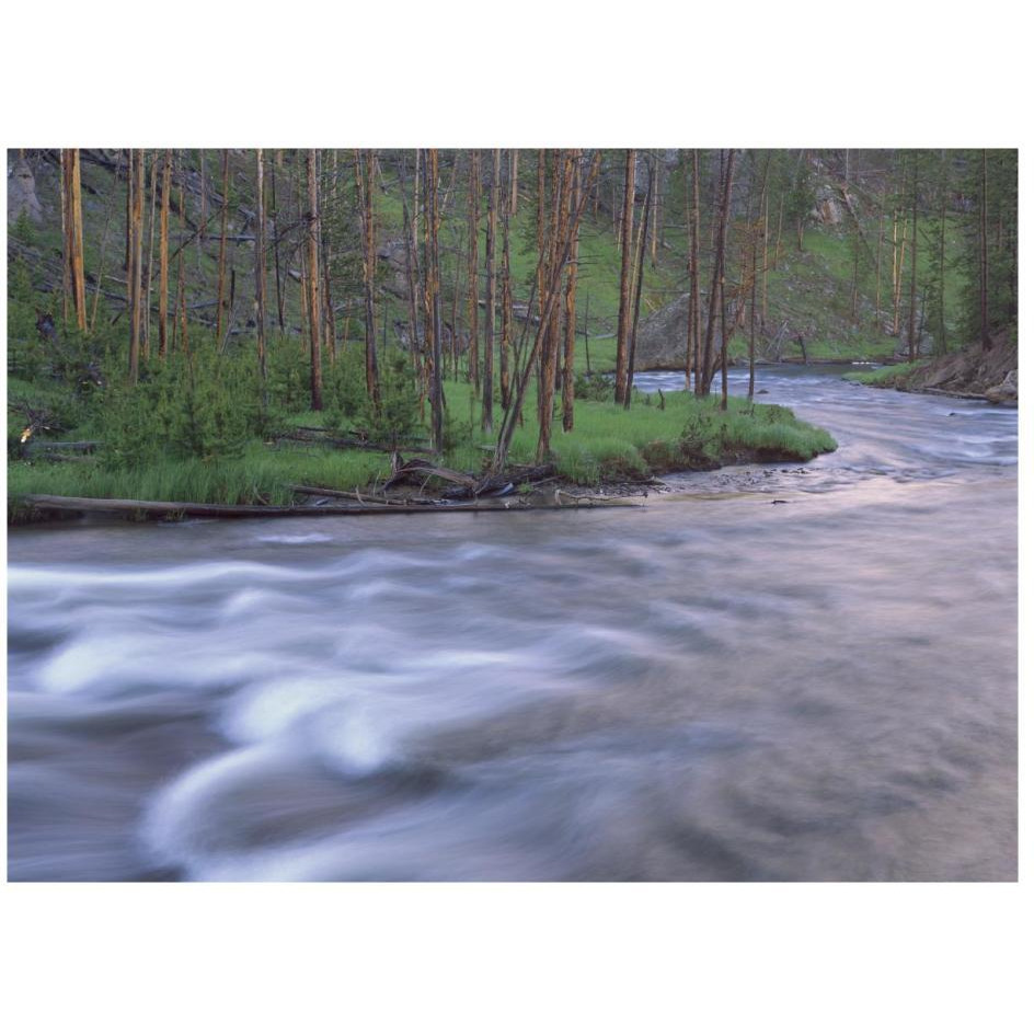 Gibbon River rapids popular river for trout fishing, Yellowstone National Park, Wyoming-Paper Art-26&quotx20"