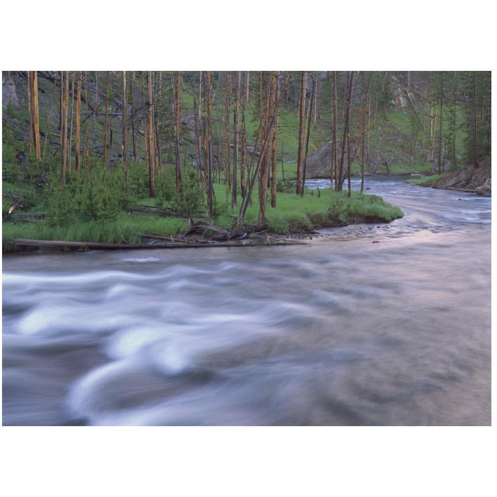 Gibbon River rapids popular river for trout fishing, Yellowstone National Park, Wyoming-Paper Art-50&quotx38"