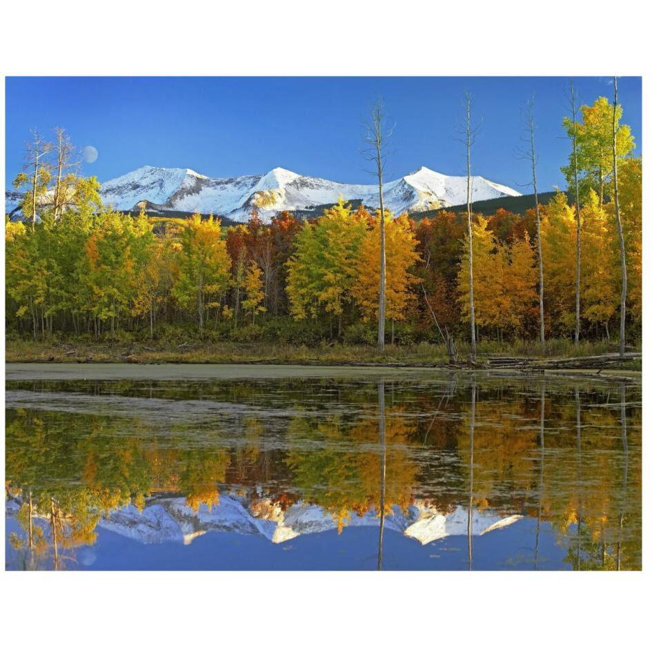 Full moon over East Beckwith Mountain rising above fall colored Aspen forests, Colorado-Paper Art-26&quotx20"