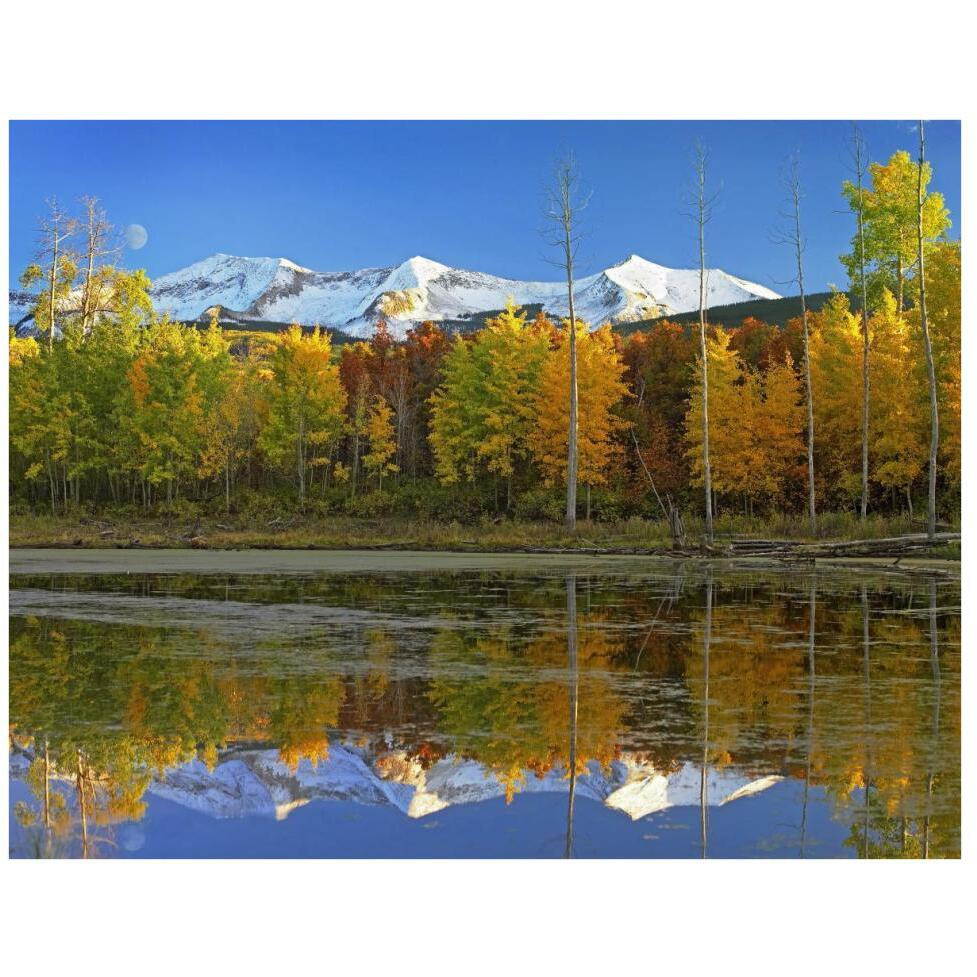 Full moon over East Beckwith Mountain rising above fall colored Aspen forests, Colorado-Paper Art-42&quotx32"