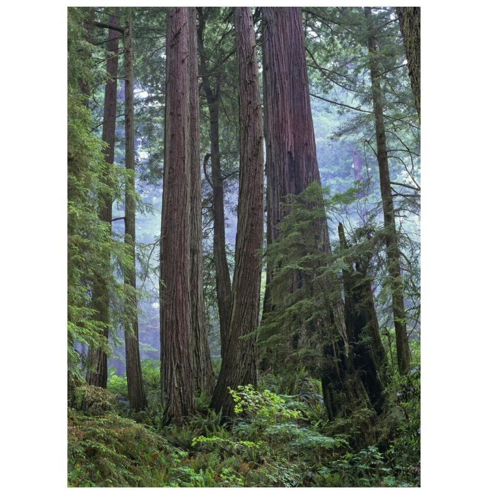 Old growth forest of Coast Redwood stand Del Norte Coast Redwoods State Park, California-Paper Art-14&quotx18"