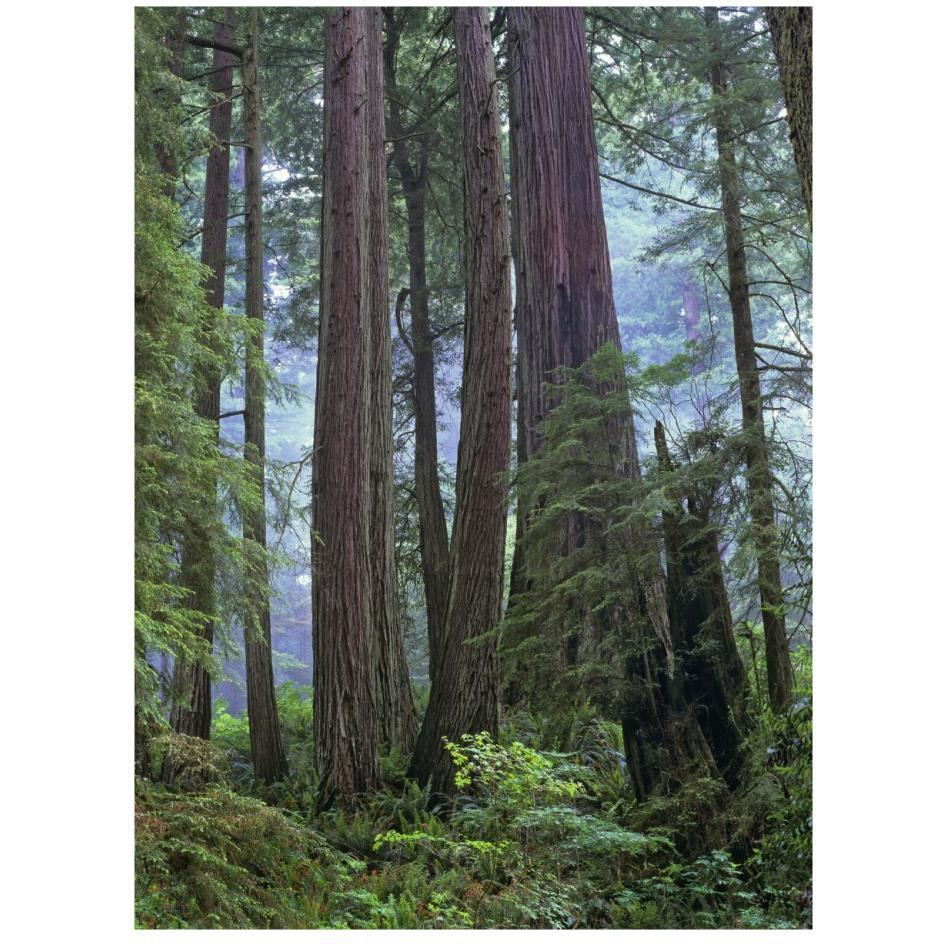 Old growth forest of Coast Redwood stand Del Norte Coast Redwoods State Park, California-Paper Art-20&quotx26"