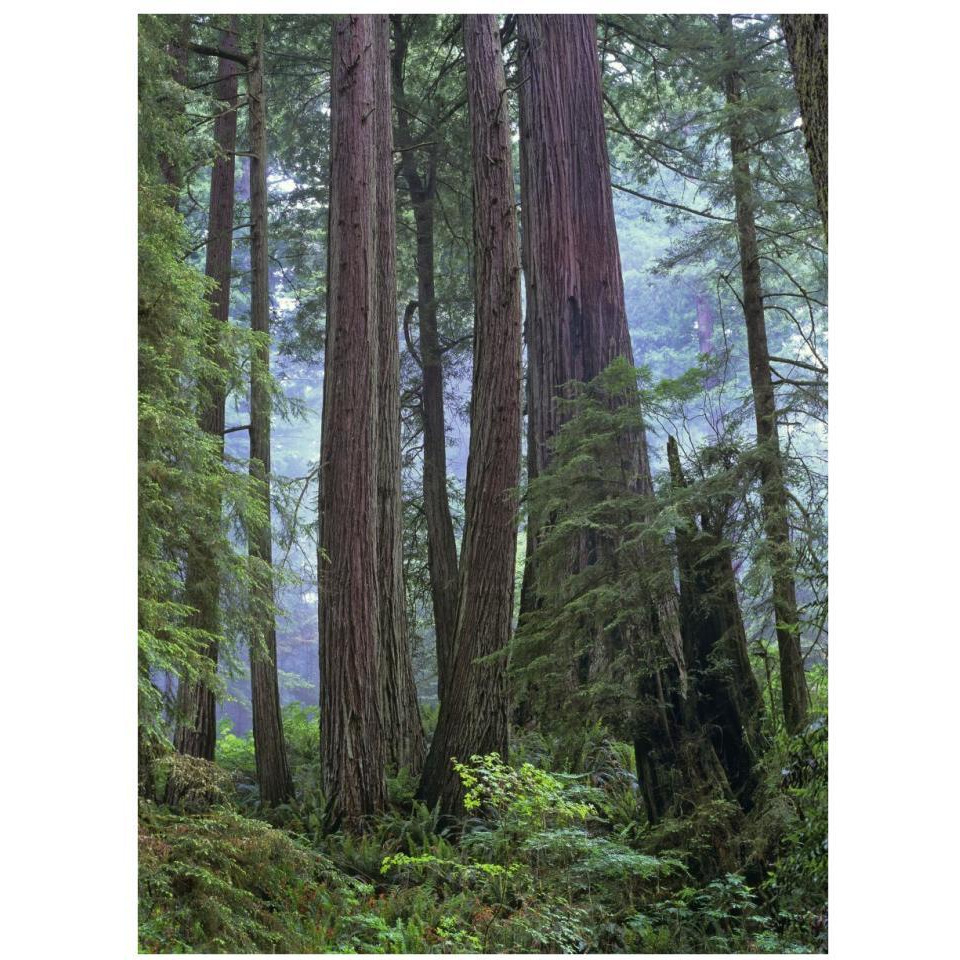 Old growth forest of Coast Redwood stand Del Norte Coast Redwoods State Park, California-Paper Art-26&quotx34"