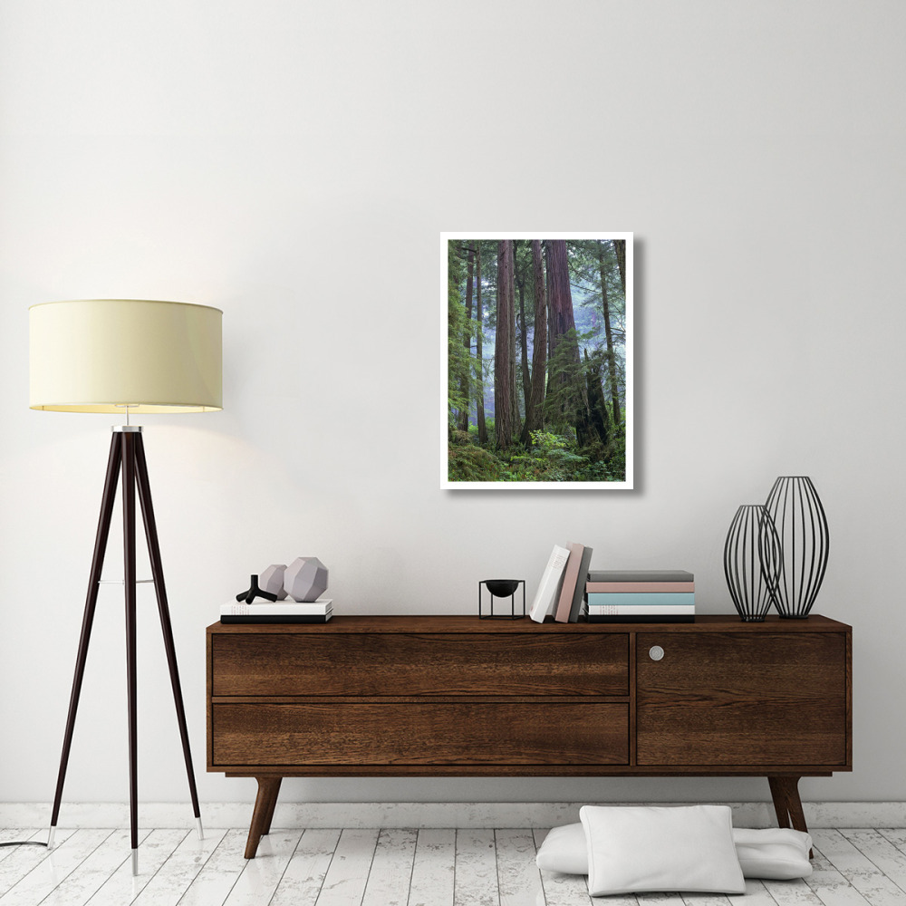 Old growth forest of Coast Redwood stand Del Norte Coast Redwoods State Park, California-Paper Art-26&quotx34"