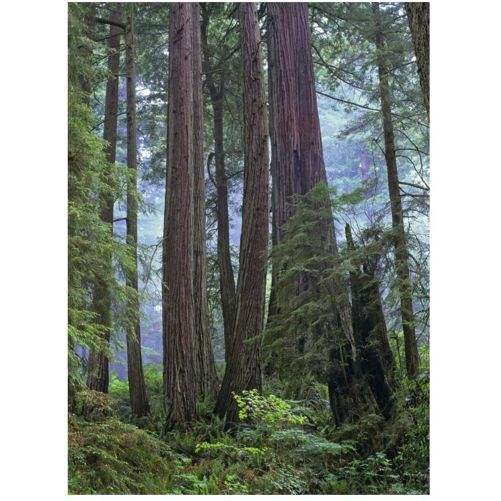 Old growth forest of Coast Redwood stand Del Norte Coast Redwoods State Park, California-Paper Art-38&quotx50"