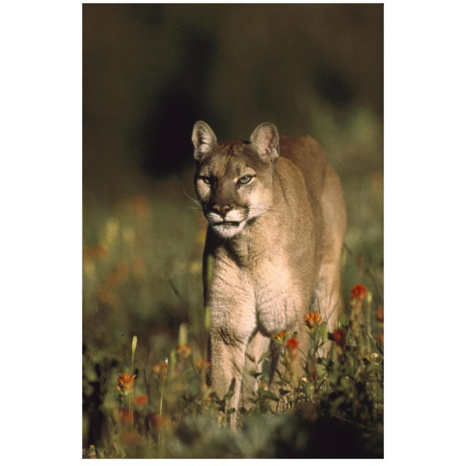 Mountain Lion or Cougar walking through a field of red Paintbrush flowers, North America-Paper Art-18&quotx26"