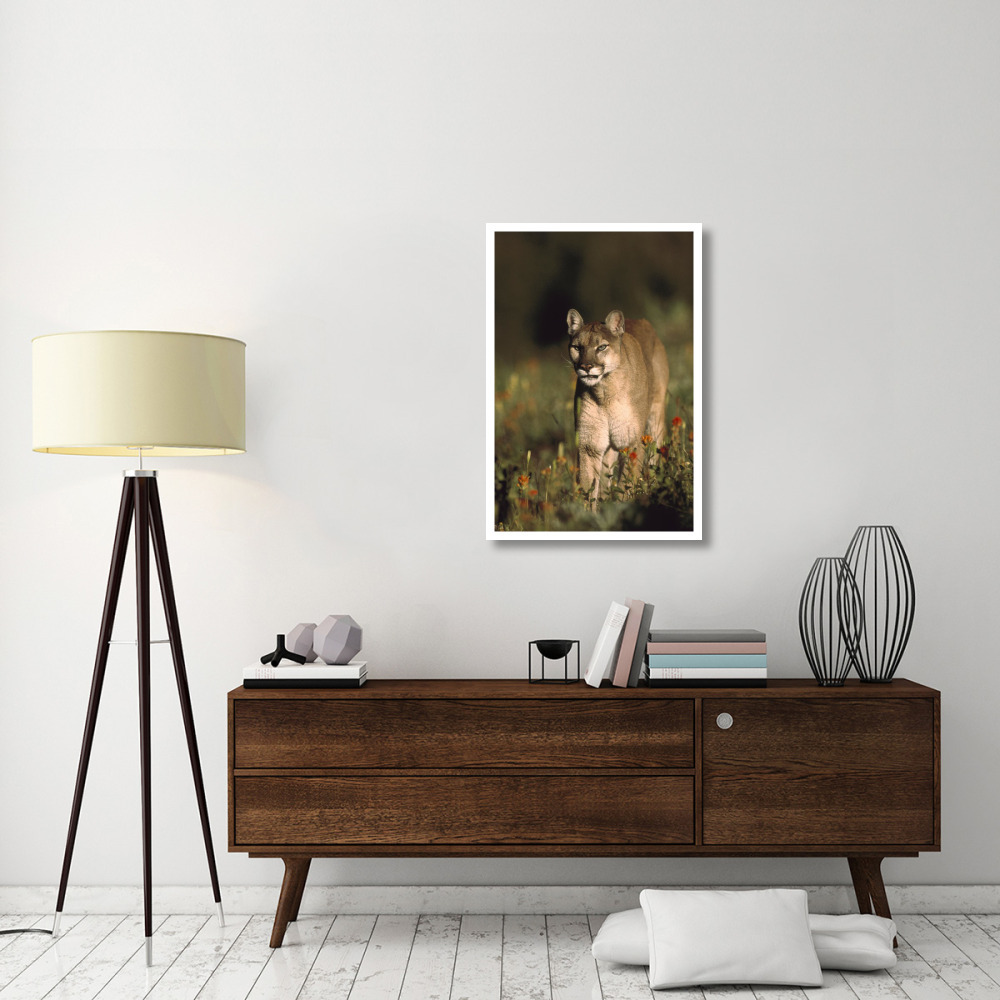 Mountain Lion or Cougar walking through a field of red Paintbrush flowers, North America-Paper Art-26&quotx38"