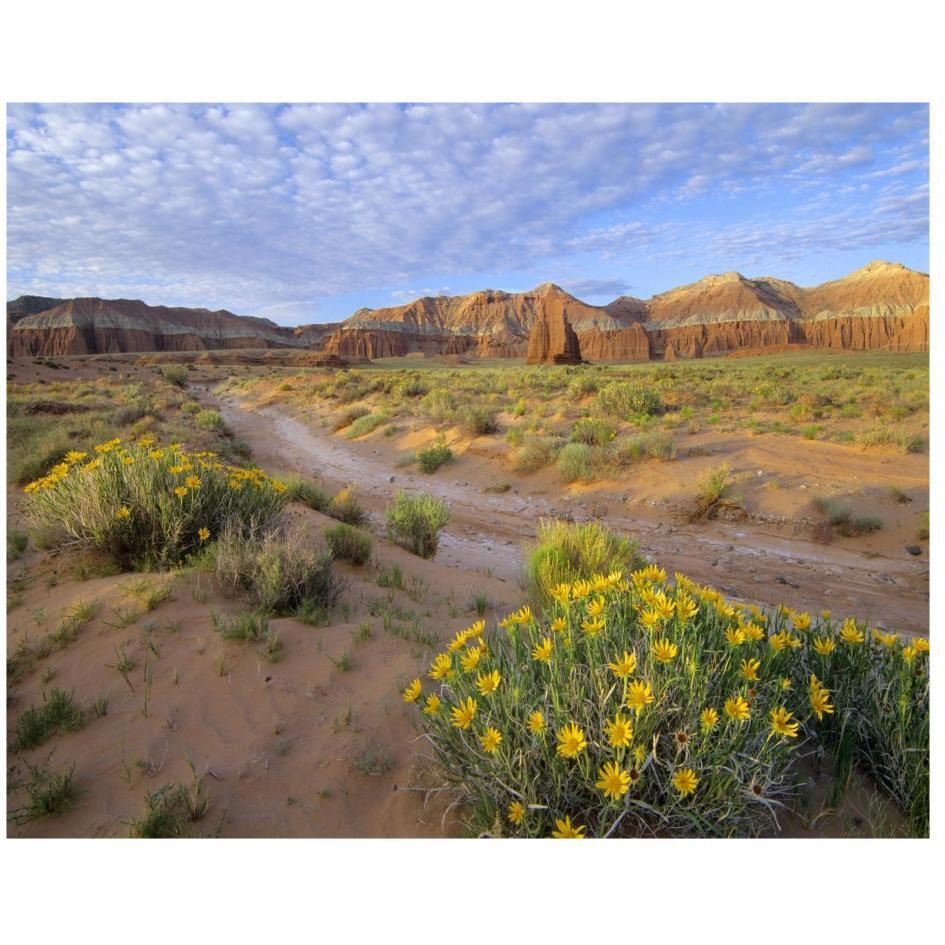 Wildflowers growing along dirt road, Temple of the Moon, Capitol Reef National Park, Utah-Paper Art-26&quotx22"
