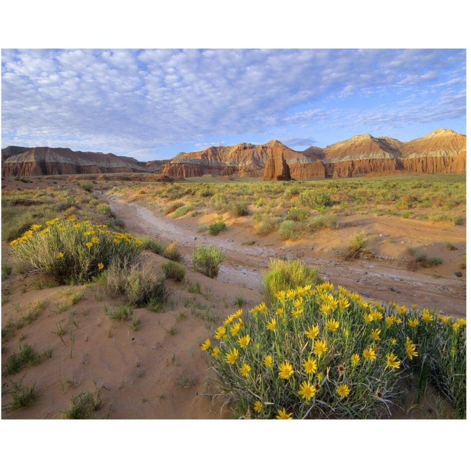 Wildflowers growing along dirt road, Temple of the Moon, Capitol Reef National Park, Utah-Paper Art-30&quotx24"