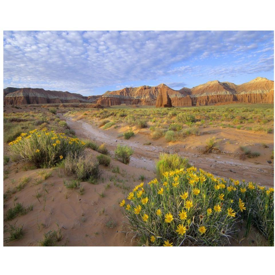 Wildflowers growing along dirt road, Temple of the Moon, Capitol Reef National Park, Utah-Paper Art-37&quotx30"