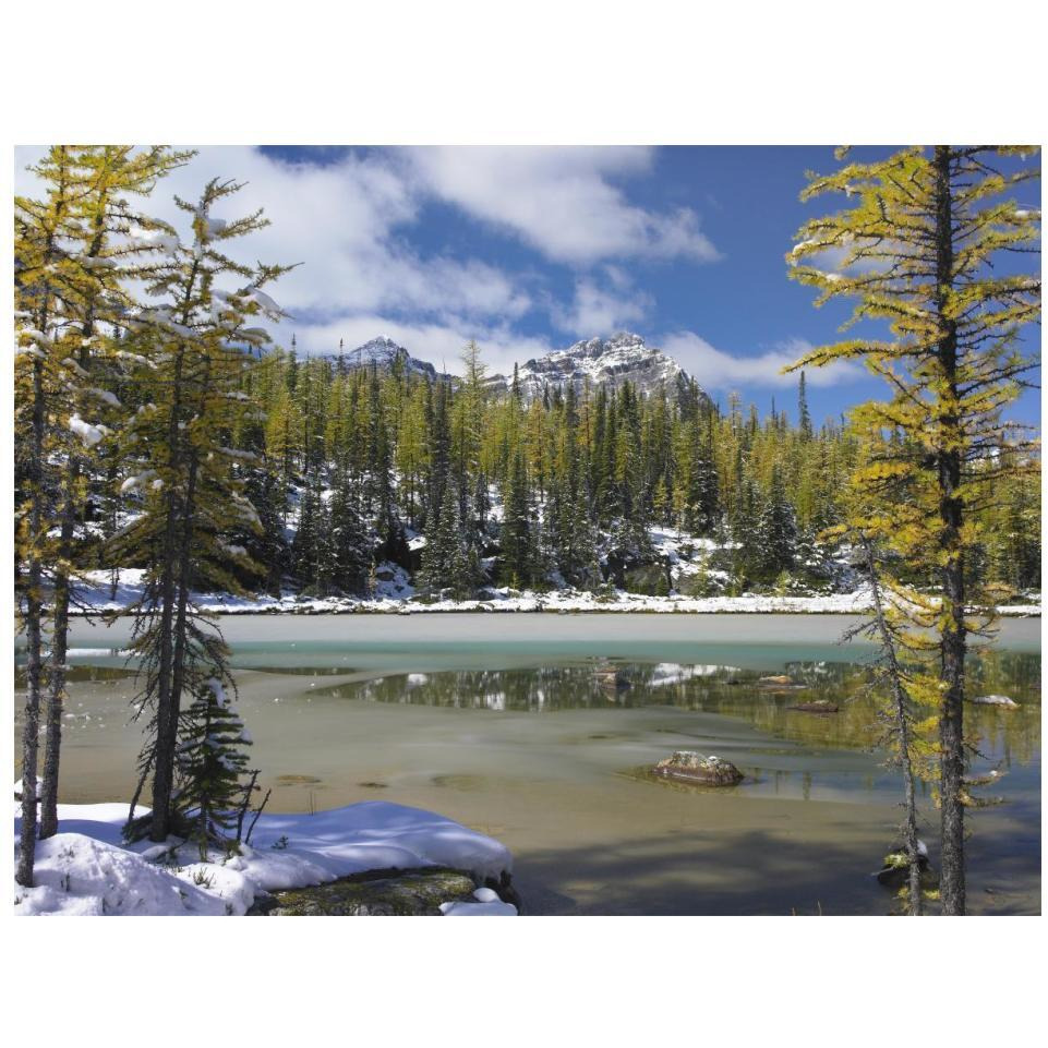 Boreal forest in light snow, Opabin Plateau, Yoho National Park, British Columbia, Canada-Paper Art-18&quotx14"