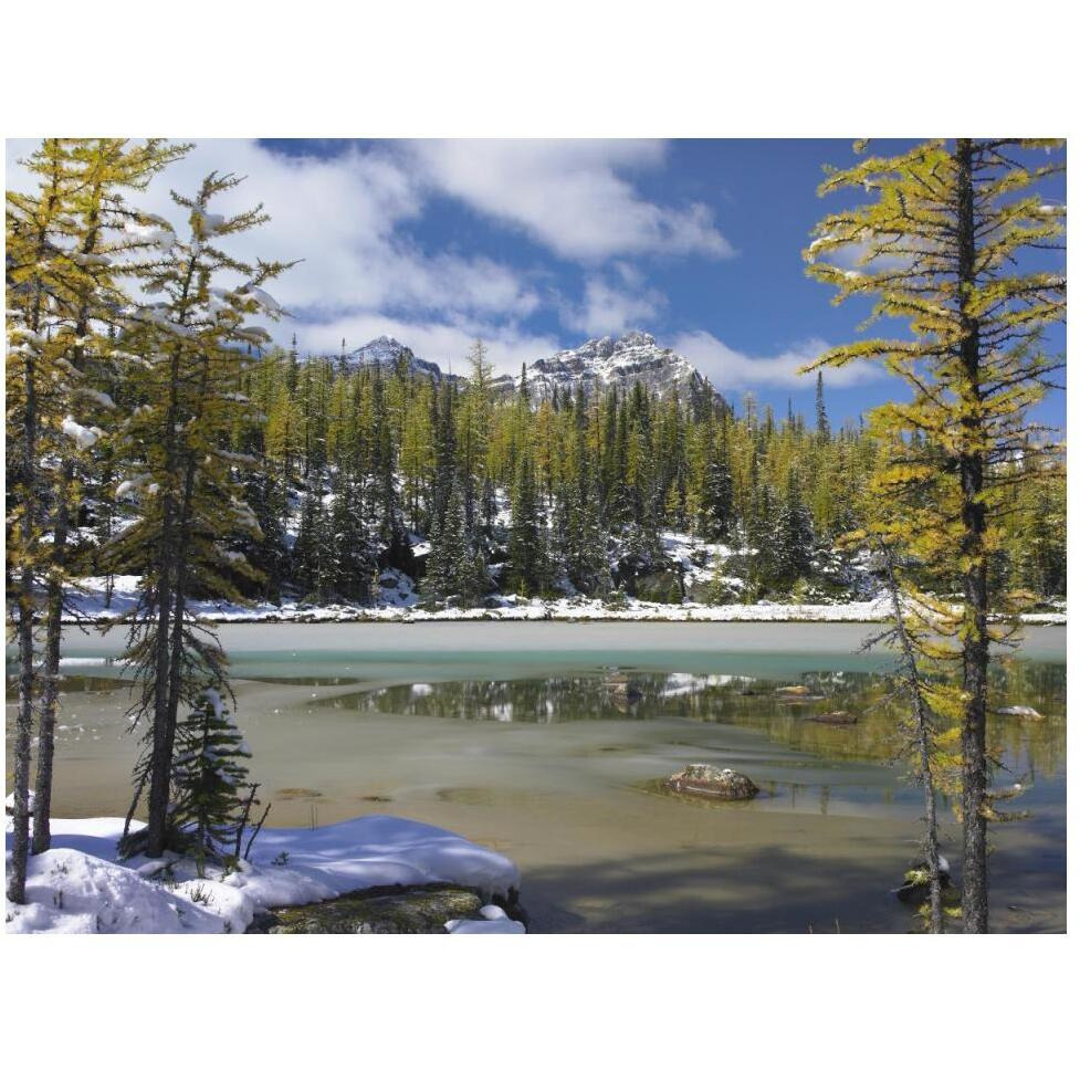 Boreal forest in light snow, Opabin Plateau, Yoho National Park, British Columbia, Canada-Paper Art-50&quotx38"