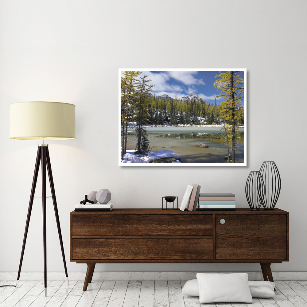Boreal forest in light snow, Opabin Plateau, Yoho National Park, British Columbia, Canada-Paper Art-50&quotx38"