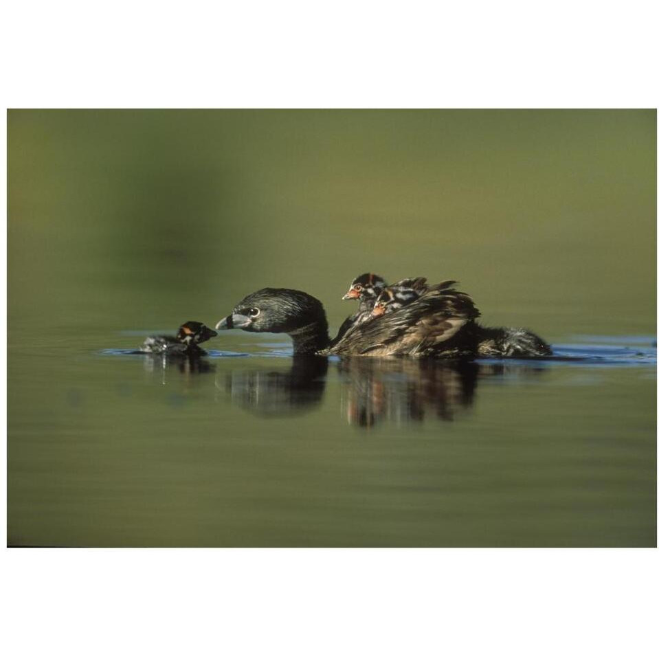Pied-billed Grebe parent with two chicks on its back and one learning to swim, New Mexico-Paper Art-38&quotx26"