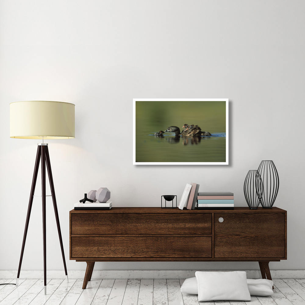 Pied-billed Grebe parent with two chicks on its back and one learning to swim, New Mexico-Paper Art-38&quotx26"