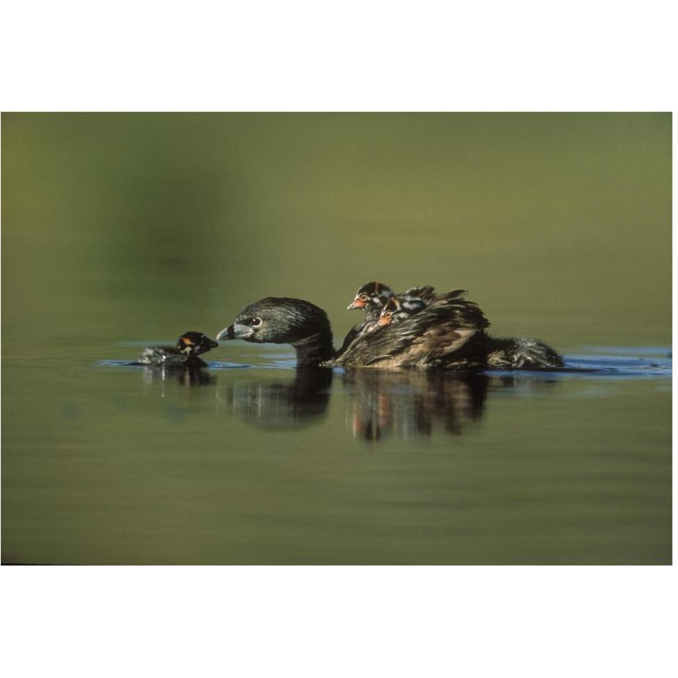 Pied-billed Grebe parent with two chicks on its back and one learning to swim, New Mexico-Paper Art-62&quotx42"