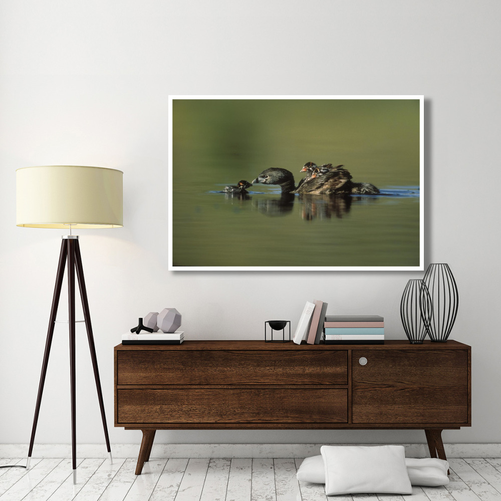 Pied-billed Grebe parent with two chicks on its back and one learning to swim, New Mexico-Paper Art-62&quotx42"