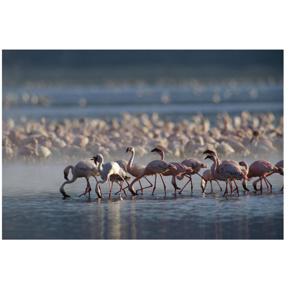 Lesser Flamingo group feeding enmass in the shallow waters of Lake Bogoria, Kenya, Africa-Paper Art-26&quotx18"