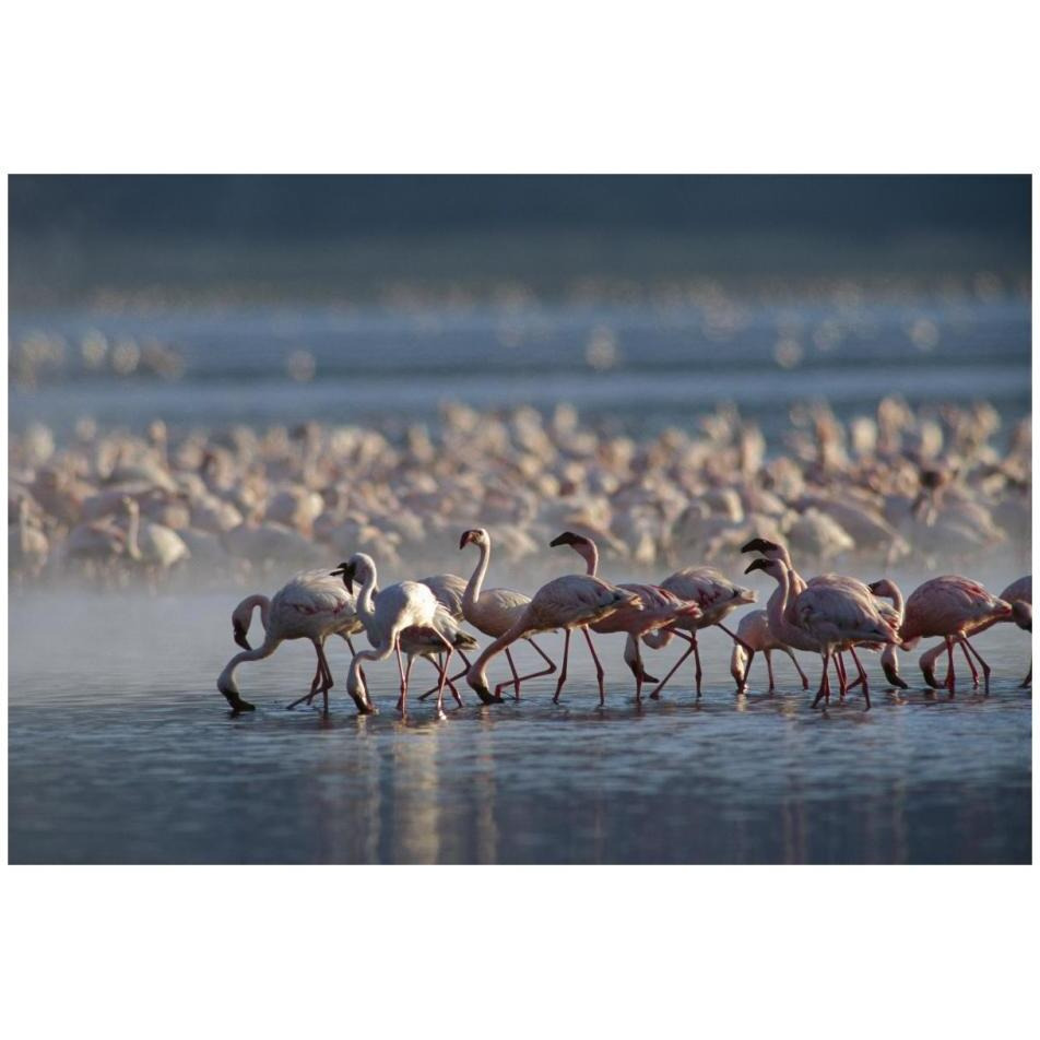 Lesser Flamingo group feeding enmass in the shallow waters of Lake Bogoria, Kenya, Africa-Paper Art-32&quotx22"