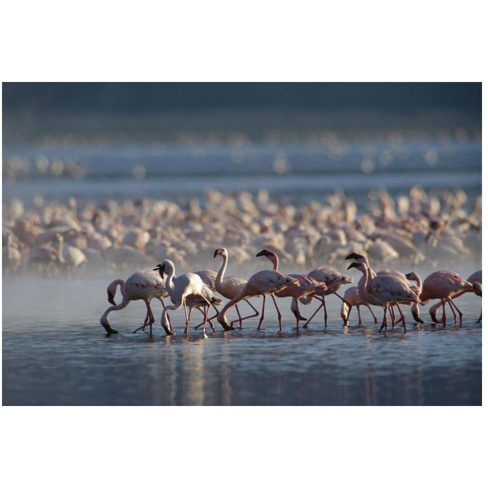 Lesser Flamingo group feeding enmass in the shallow waters of Lake Bogoria, Kenya, Africa-Paper Art-50&quotx34"