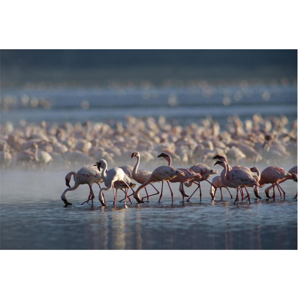 Lesser Flamingo group feeding enmass in the shallow waters of Lake Bogoria, Kenya, Africa-Paper Art-62&quotx42"