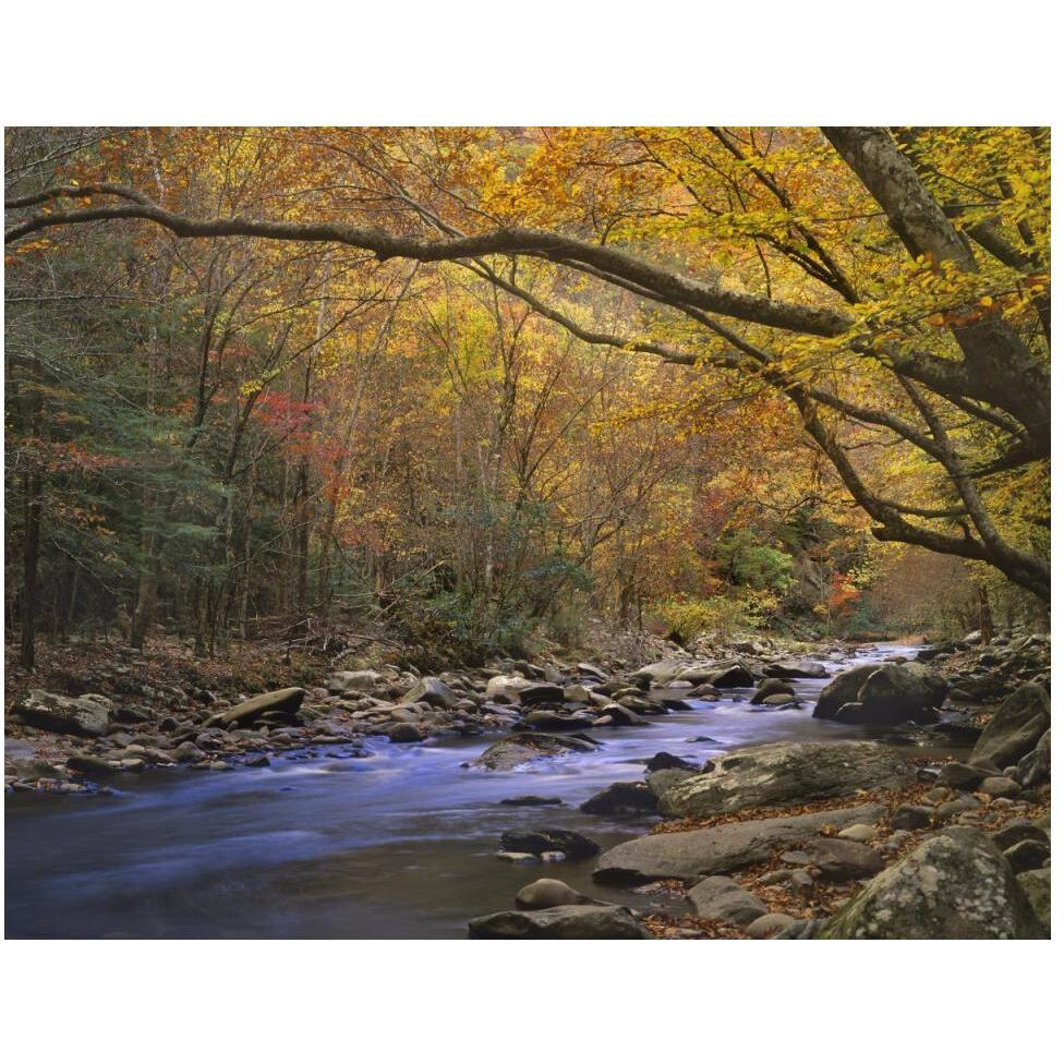Little River flowing through autumn forest, Great Smoky Mountains National Park, Tennessee-Paper Art-50&quotx38"