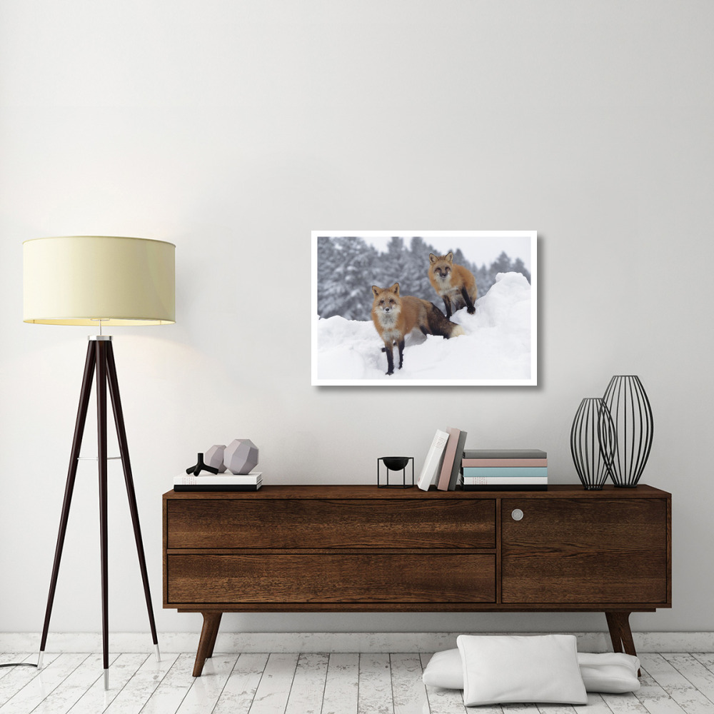 Red Fox pair in snow fall showing the black and red markings of their cross phase, Montana-Paper Art-38&quotx26"