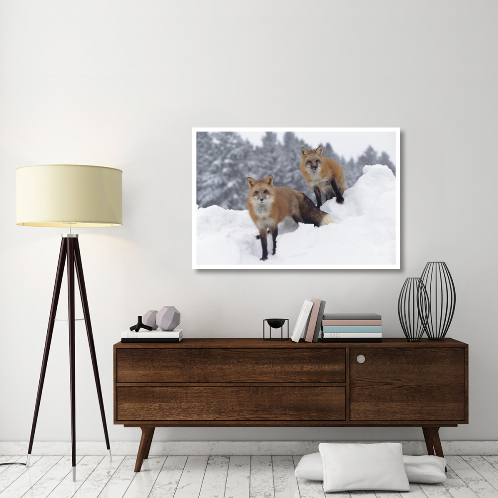 Red Fox pair in snow fall showing the black and red markings of their cross phase, Montana-Paper Art-50&quotx34"