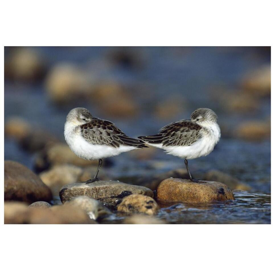 Western Sandpipers pair standing back to back with beaks tucked under wings, North America-Paper Art-32&quotx22"