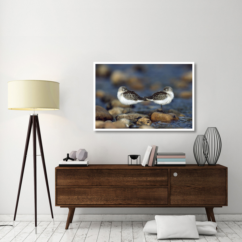 Western Sandpipers pair standing back to back with beaks tucked under wings, North America-Paper Art-50&quotx34"