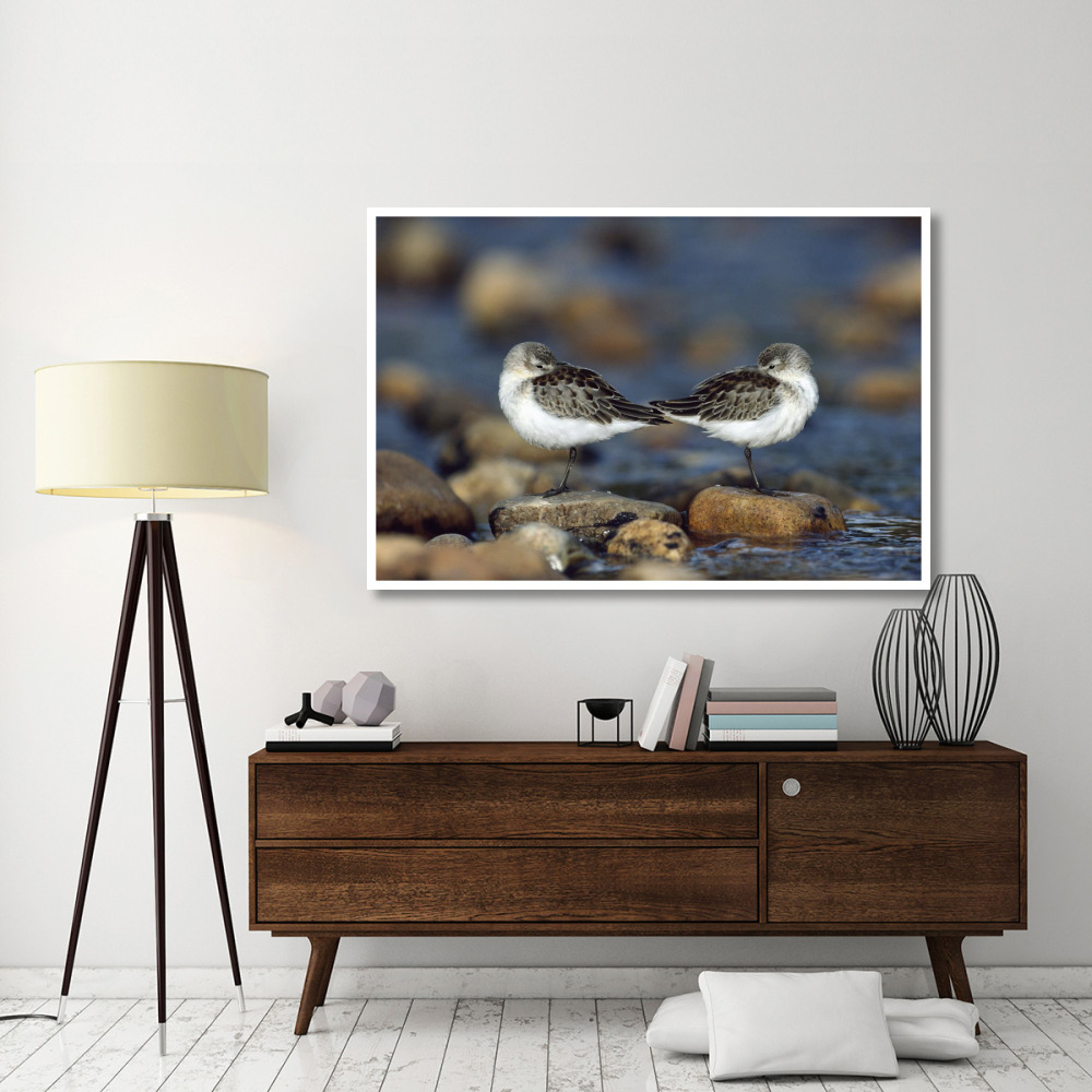 Western Sandpipers pair standing back to back with beaks tucked under wings, North America-Paper Art-62&quotx42"