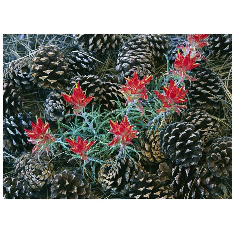 Indian Paintbrush surrounded by pine cones, South Rim, Grand Canyon National Park, Arizona-Paper Art-18&quotx14"