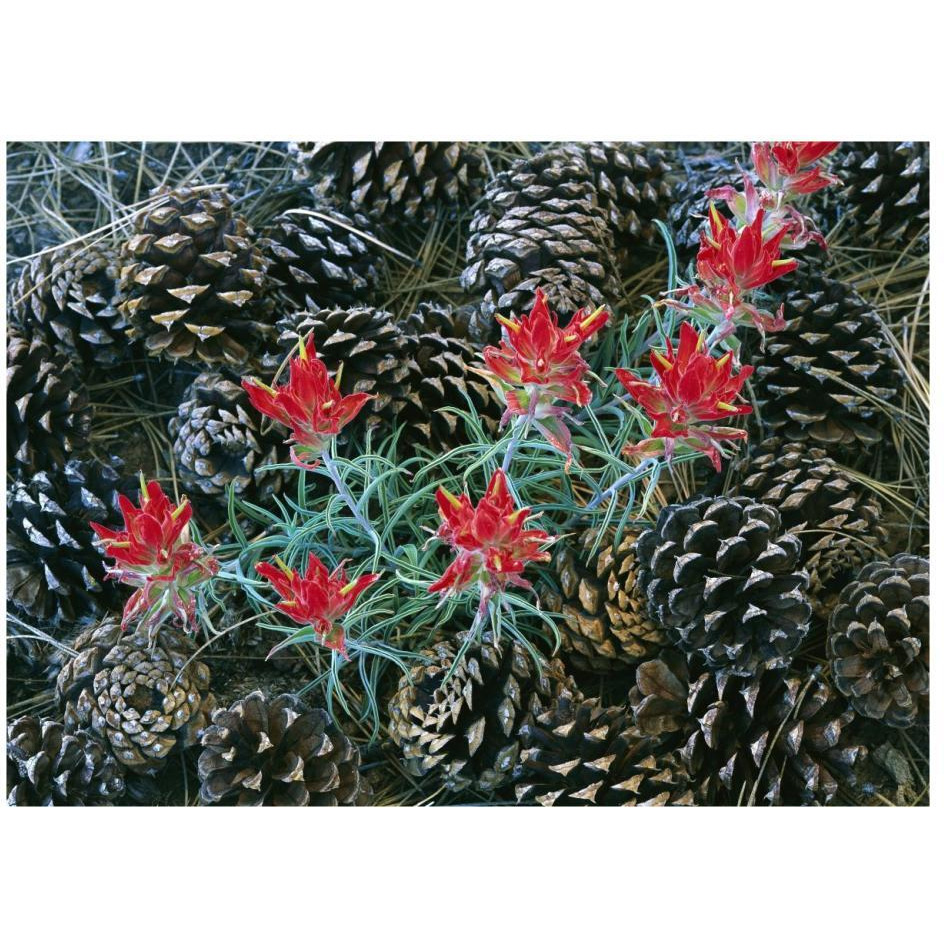 Indian Paintbrush surrounded by pine cones, South Rim, Grand Canyon National Park, Arizona-Paper Art-26&quotx20"