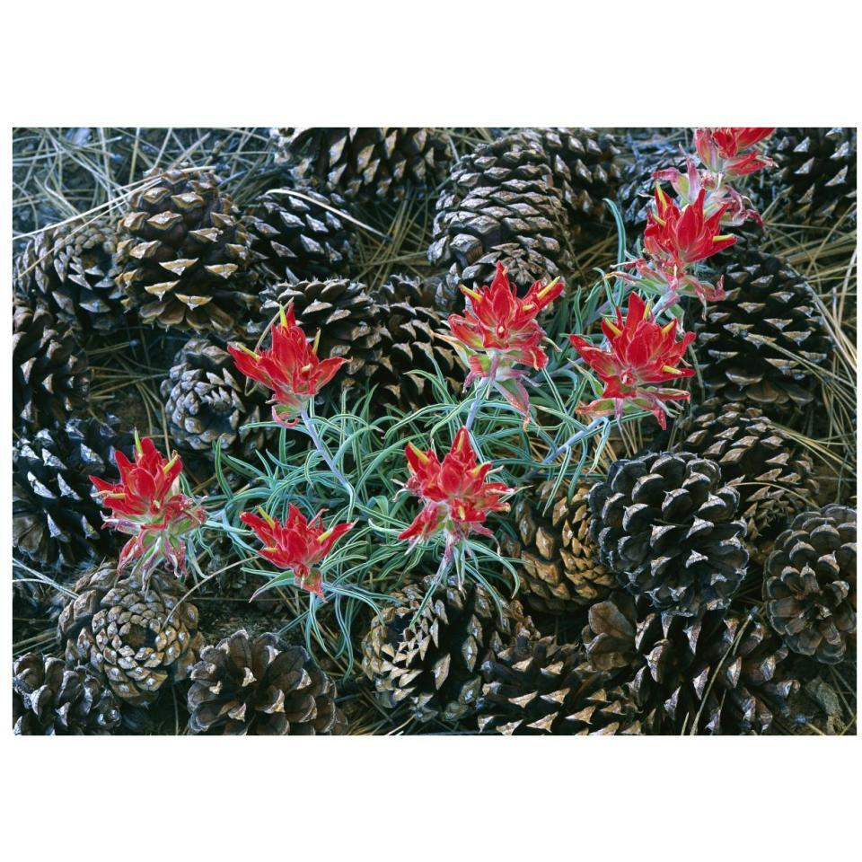 Indian Paintbrush surrounded by pine cones, South Rim, Grand Canyon National Park, Arizona-Paper Art-34&quotx26"