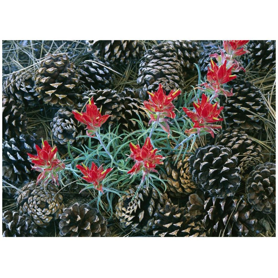Indian Paintbrush surrounded by pine cones, South Rim, Grand Canyon National Park, Arizona-Paper Art-42&quotx32"