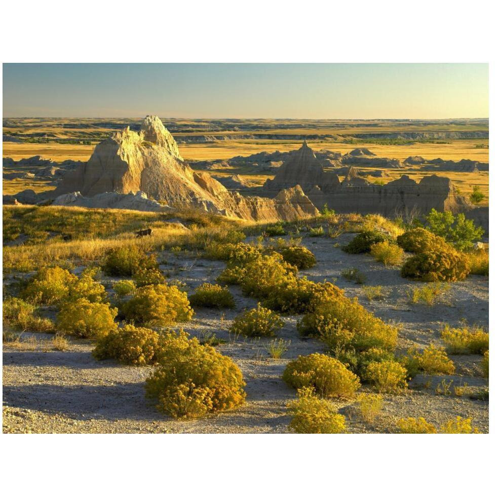 Coyote Bush and eroded features bordering grasslands, Badlands National Park, South Dakota-Paper Art-50&quotx38"
